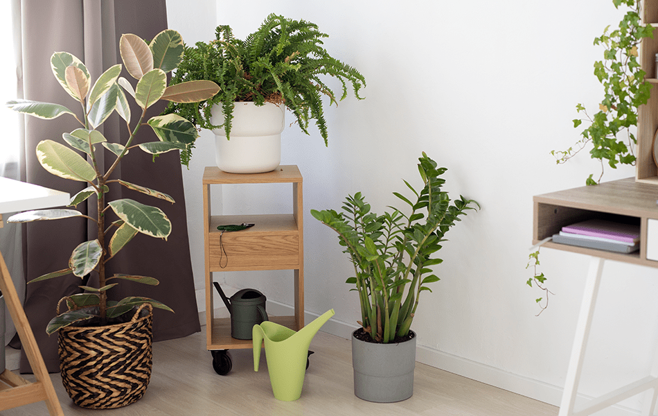 indoor plants