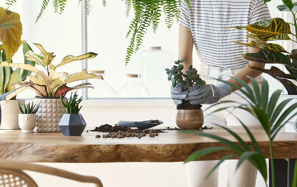 Gardening indoors
