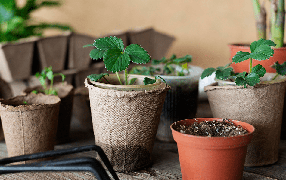 small indoor garden