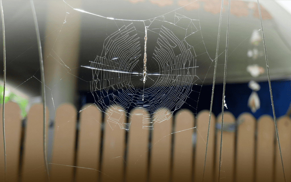 How-to-Repel-Spiders-at-Home-Using-Natural-Spider-Repellent