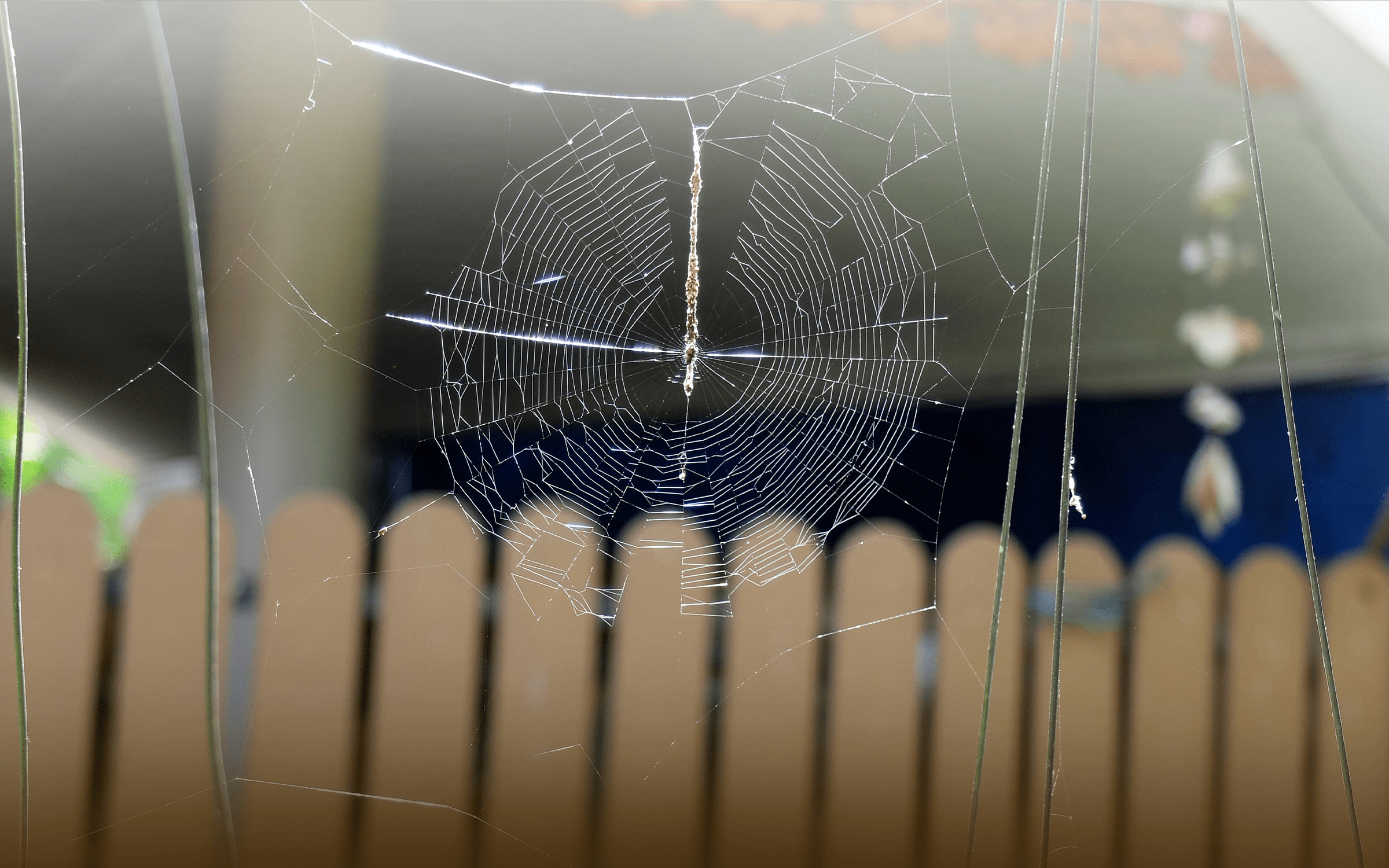 How-to-Repel-Spiders-at-Home-Using-Natural-Spider-Repellent