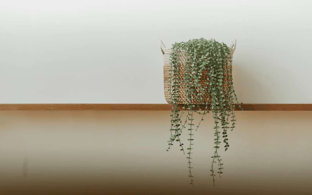 Top-10-Tiny-Plants-for-Cute-Indoor-Gardens