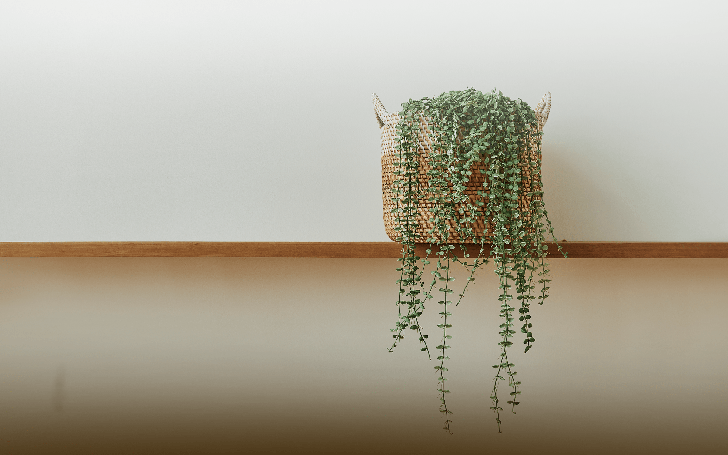 Top-10-Tiny-Plants-for-Cute-Indoor-Gardens
