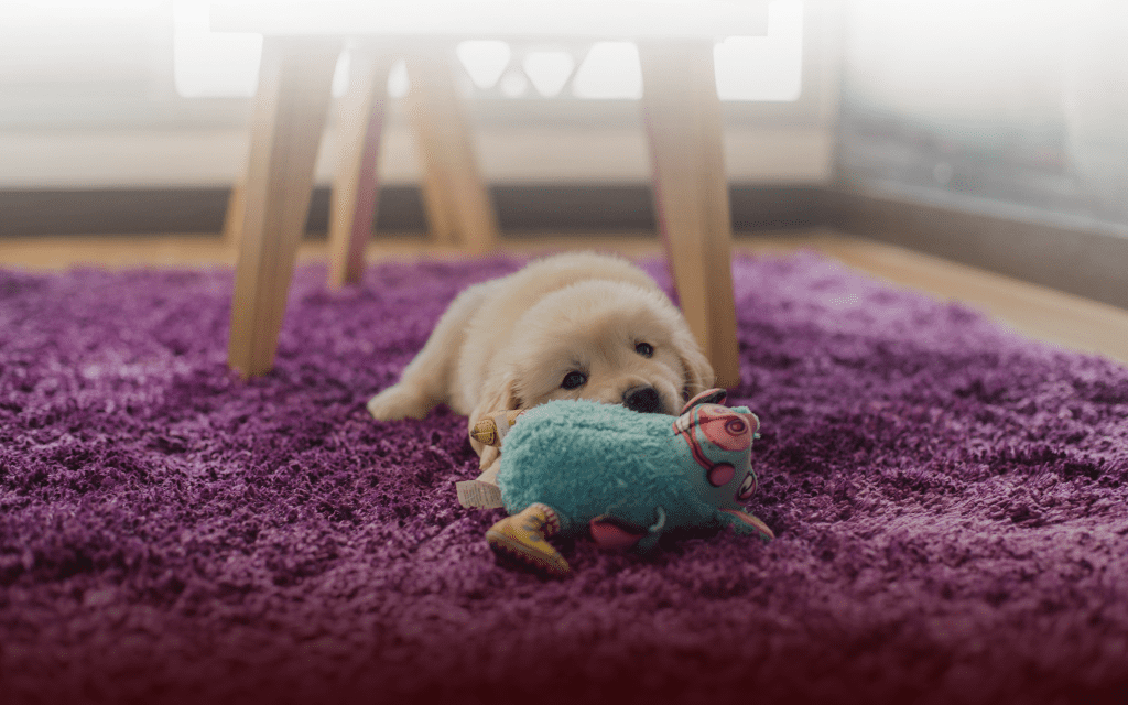 Tips-for-Helping-Pets-to-Love-Your-New-Home