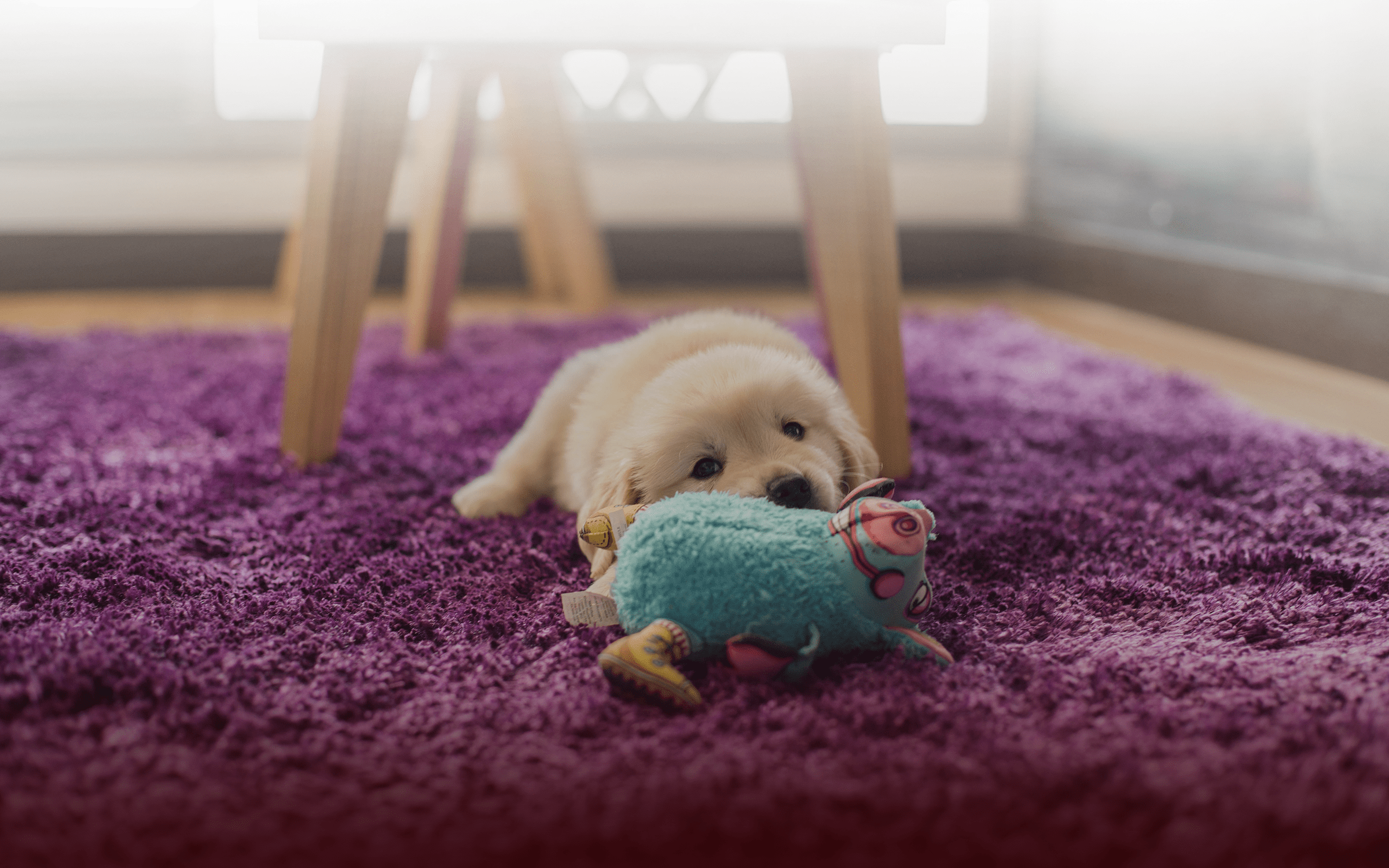 Tips-for-Helping-Pets-to-Love-Your-New-Home